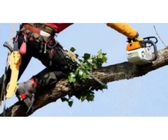 4M Tree Service | free-classifieds-usa.com - 1
