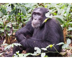 Budget Gorilla And Chimpanzee trekking Safari in Uganda | free-classifieds-usa.com - 2