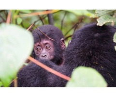 Budget Gorilla And Chimpanzee trekking Safari in Uganda | free-classifieds-usa.com - 3