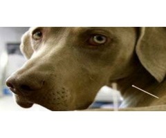 New Harmony Veterinary Acupuncture | free-classifieds-usa.com - 1