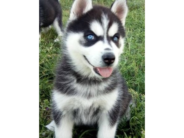 Cute Siberian Husky Puppies For Sale In Texas