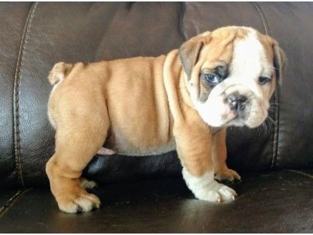 Gentle Cute Male and Female English Bulldog Puppies For