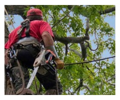 Anything Outdoors Tree Service  | free-classifieds-usa.com - 1