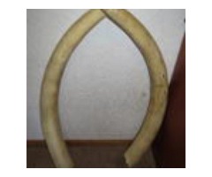 Inherited ivory from a royal blood line handed down for about 200 years. | free-classifieds-usa.com - 1
