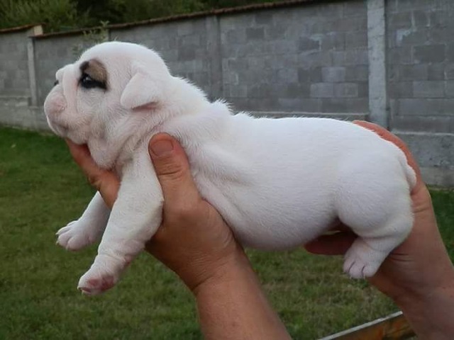 all white english bulldog puppy
