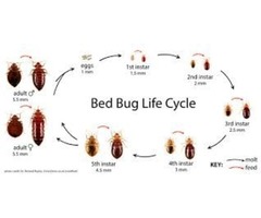 how to check for bed bugs | free-classifieds-usa.com - 1