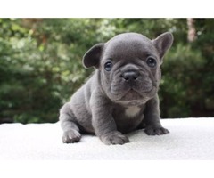 French Bulldog Puppies Available | free-classifieds-usa.com - 1