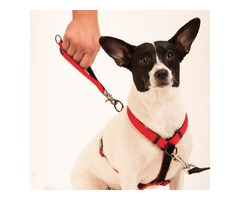 Buy Pet Products & Supplies - Ultimate Control Dog Harness | free-classifieds-usa.com - 2