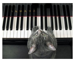 Dubuque, IA Piano Tuning and Repair | free-classifieds-usa.com - 4